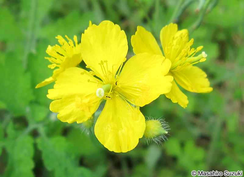 クサノオウ Chelidonium majus subsp. asiaticum