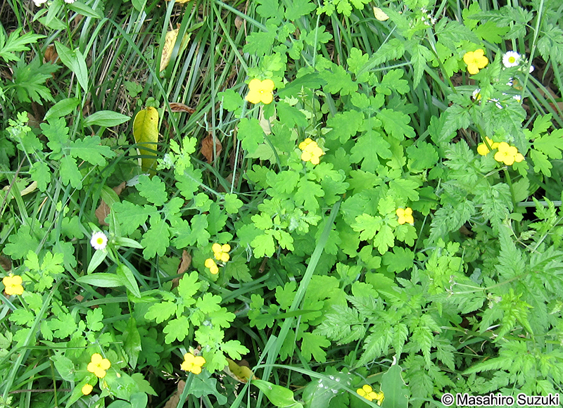 クサノオウ Chelidonium majus subsp. asiaticum