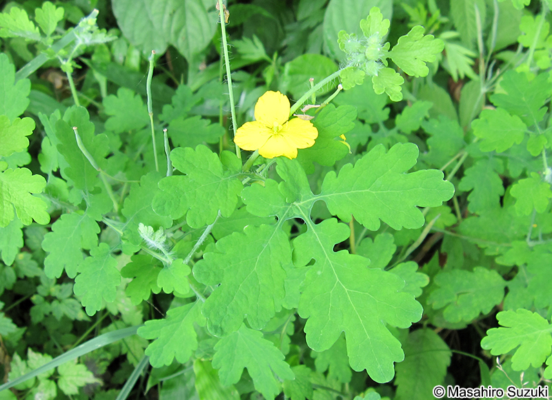 クサノオウ Chelidonium majus subsp. asiaticum