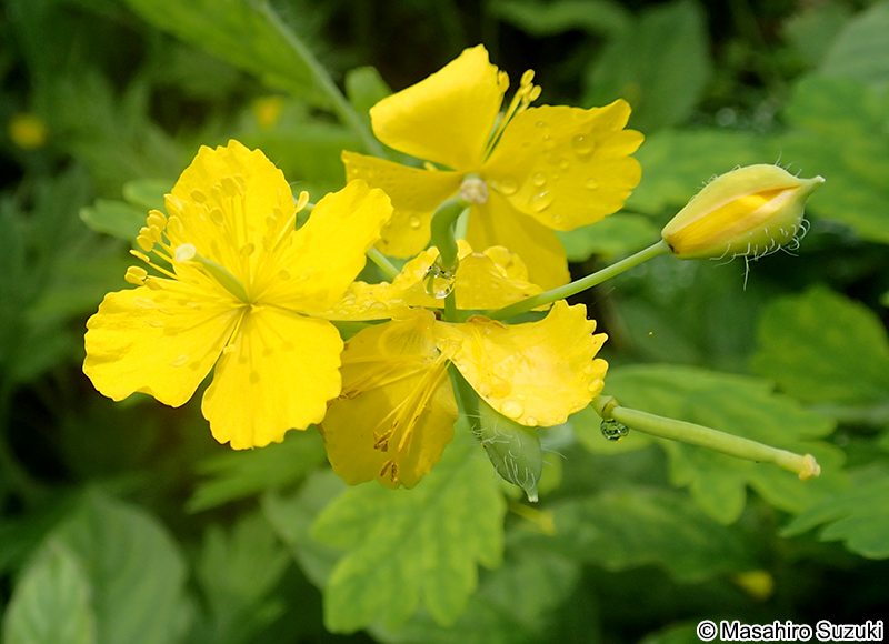 クサノオウ Chelidonium majus subsp. asiaticum