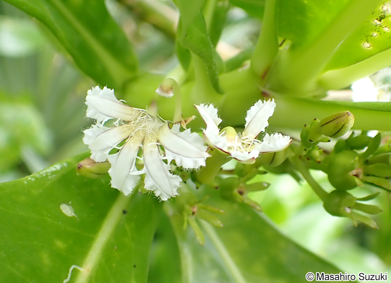 クサトベラ Scaevola taccada