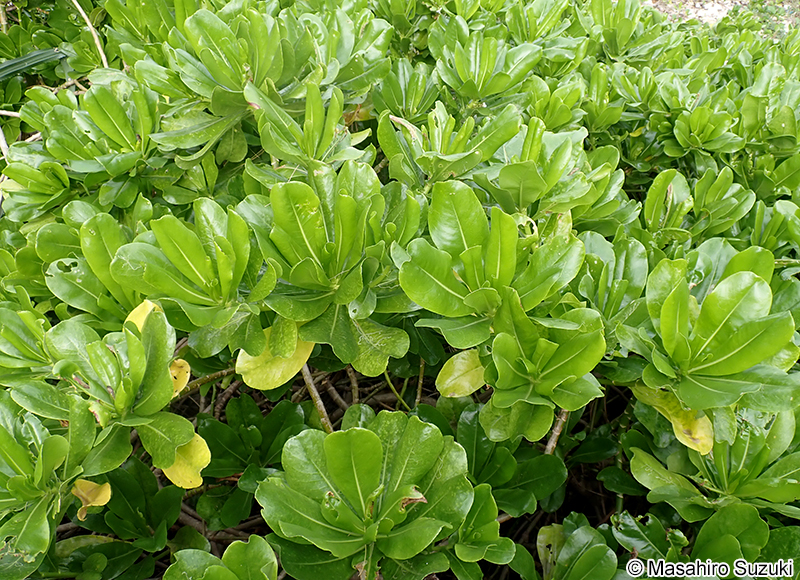 クサトベラ Scaevola taccada
