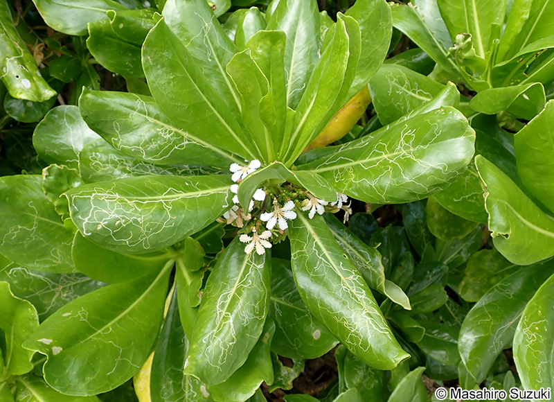 クサトベラ Scaevola taccada