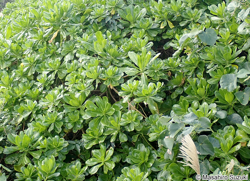 クサトベラ Scaevola taccada