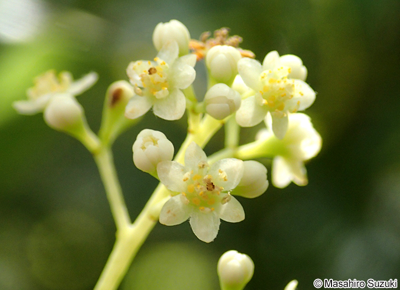 クスノキの花
