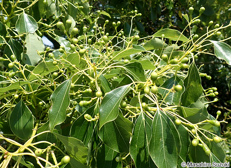 クスノキの果実