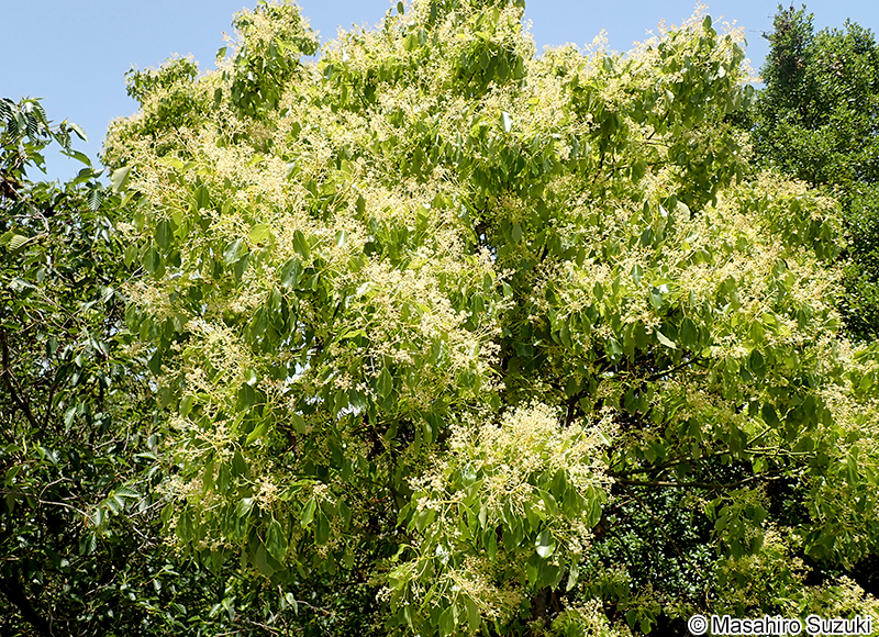 クスノキ Cinnamomum camphora