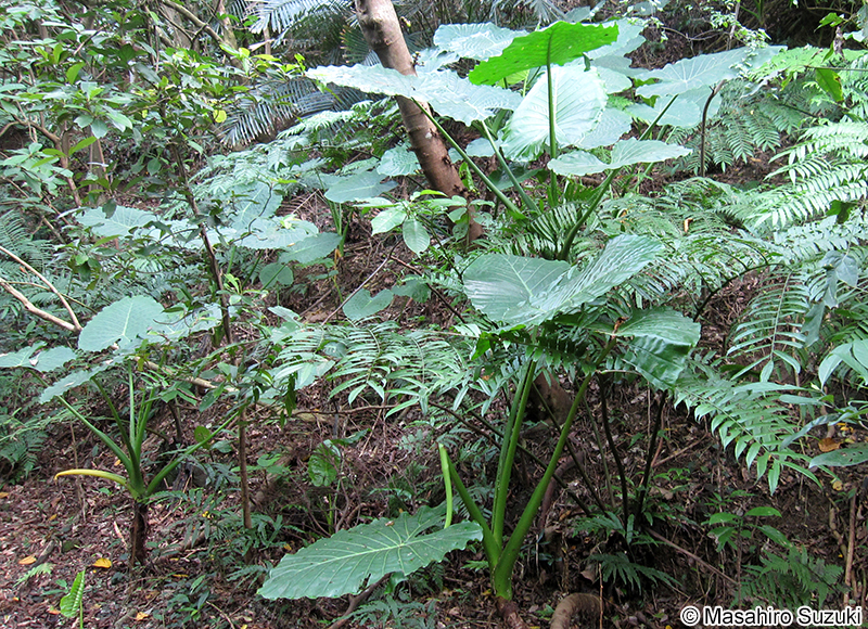 クワズイモ Alocasia odora