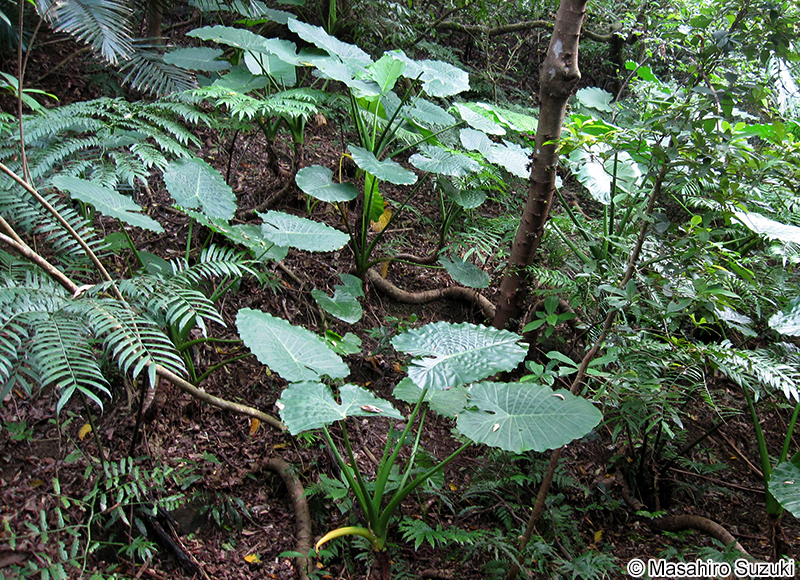 クワズイモ Alocasia odora