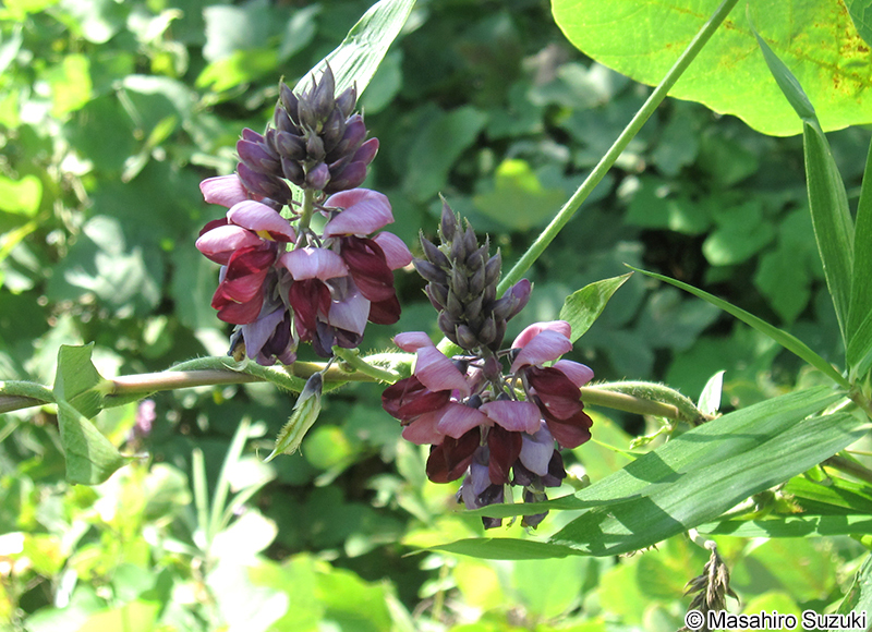 クズ Pueraria lobata