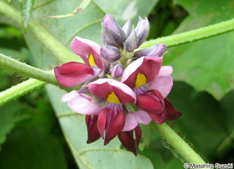 クズ Pueraria lobata
