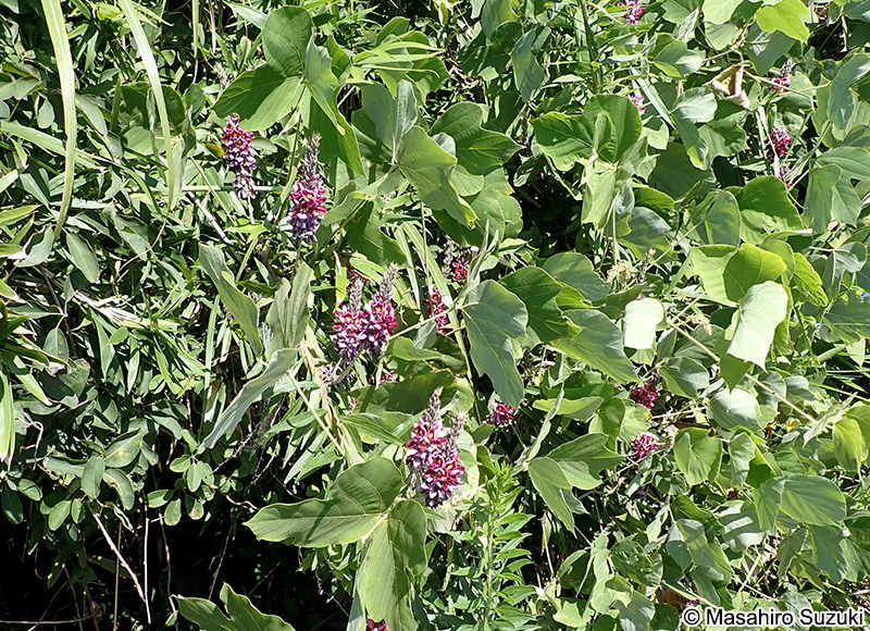 クズ Pueraria lobata