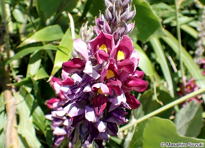 クズ Pueraria lobata