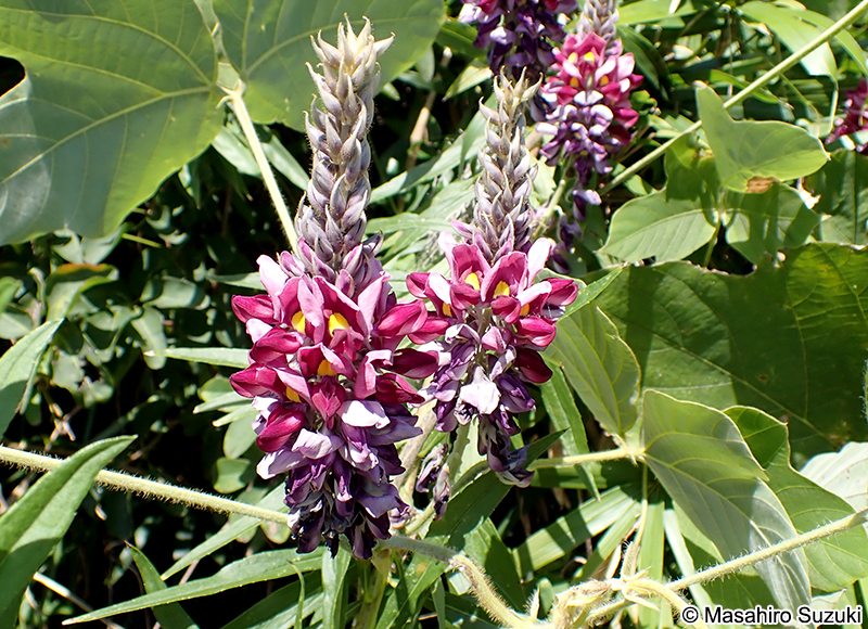 クズ Pueraria lobata