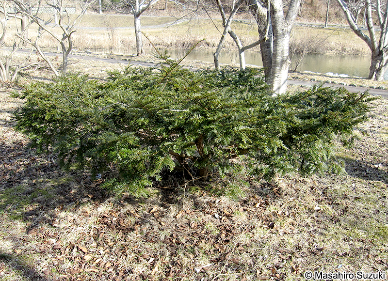 キャラボク Taxus cuspidata var. nana