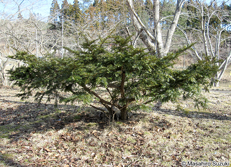 キャラボク Taxus cuspidata var. nana