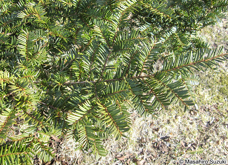 キャラボク Taxus cuspidata var. nana