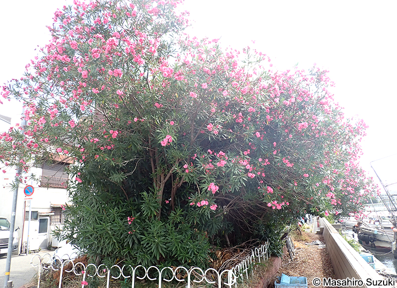 キョウチクトウ Nerium oleander var. indicum