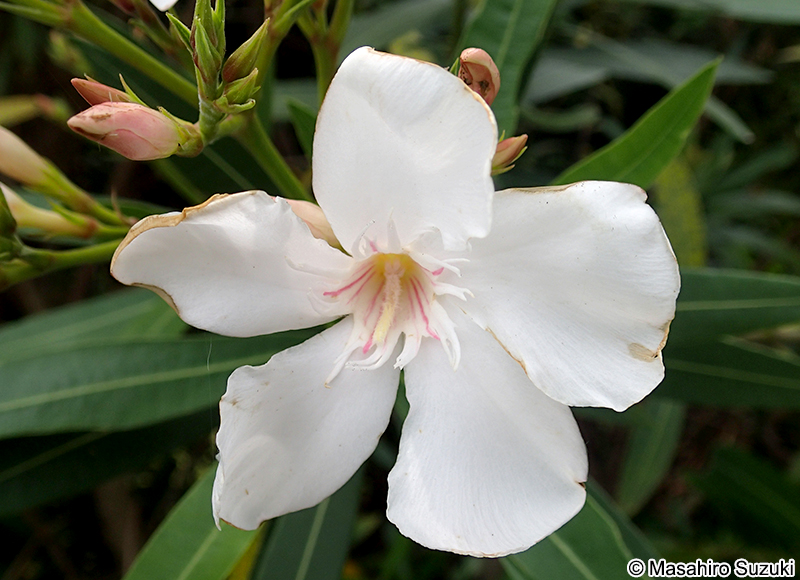 キョウチクトウ Nerium oleander var. indicum
