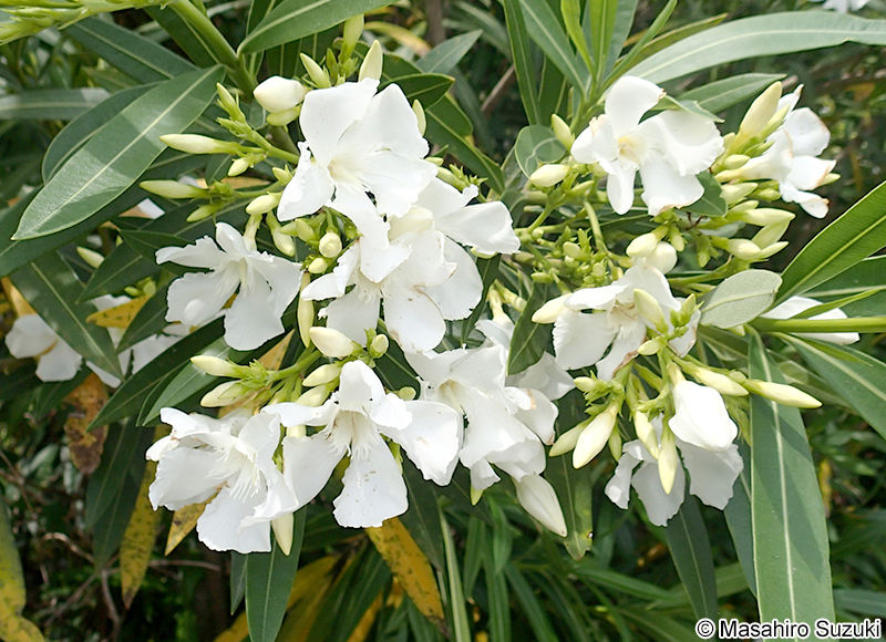 キョウチクトウ Nerium oleander var. indicum