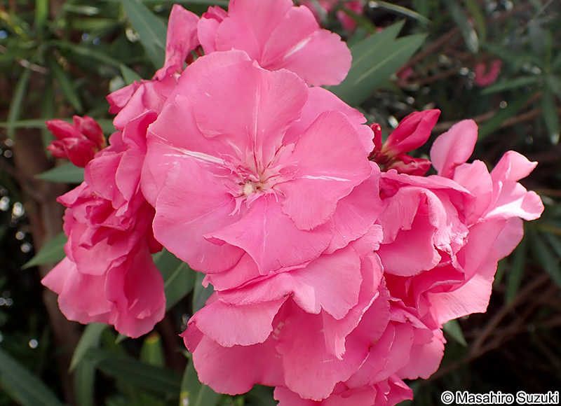 キョウチクトウ Nerium oleander var. indicum