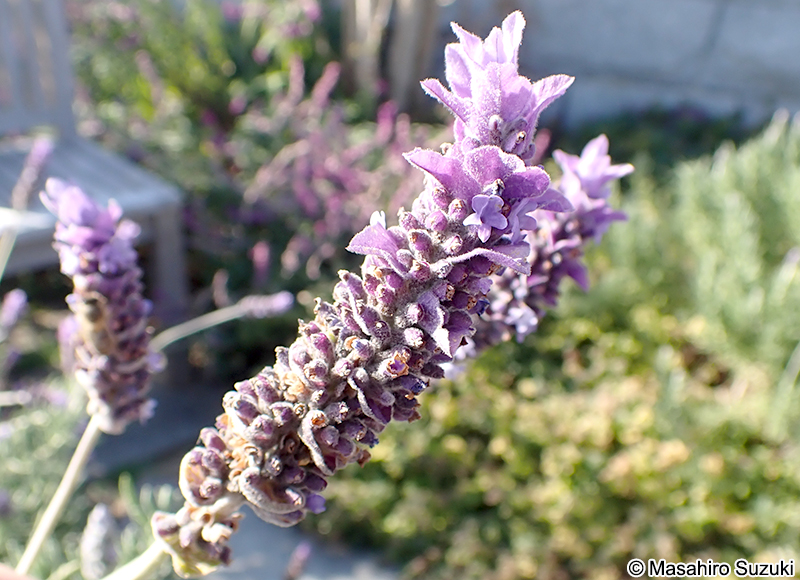 イングリッシュラベンダー Lavandula angustifolia