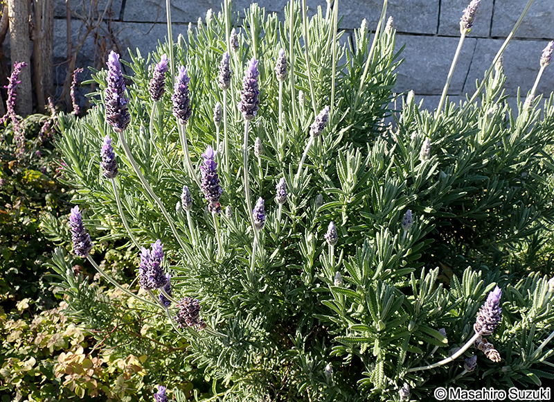 イングリッシュラベンダー Lavandula angustifolia