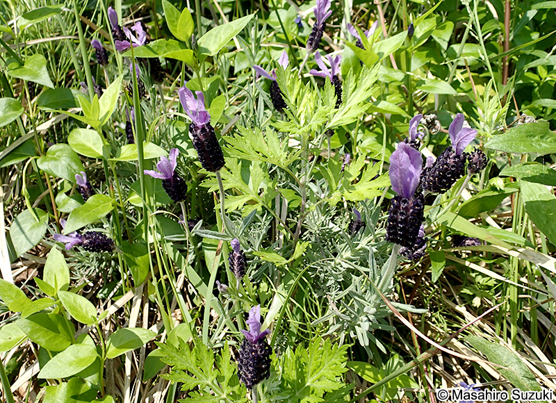 フレンチラベンダー Lavandula stoechas