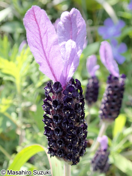 フレンチラベンダー Lavandula stoechas