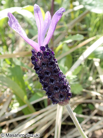 フレンチラベンダー Lavandula stoechas