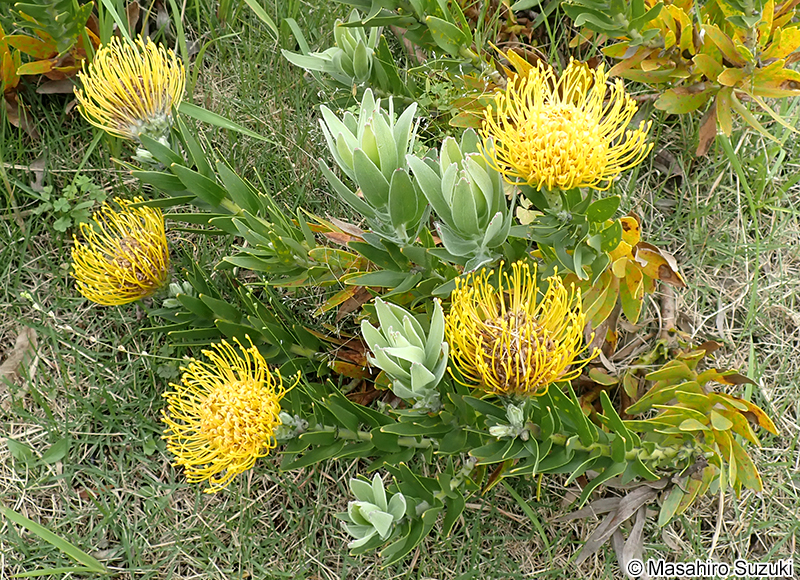 レウコスペルマム Leucospermum sp.