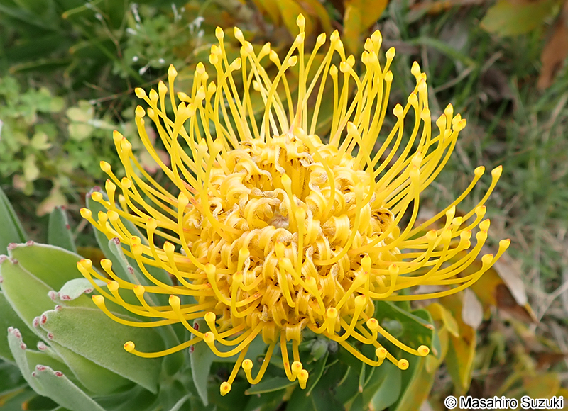 レウコスペルマム Leucospermum sp.