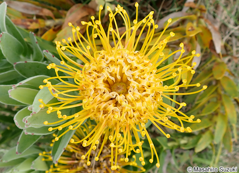 レウコスペルマム Leucospermum sp.