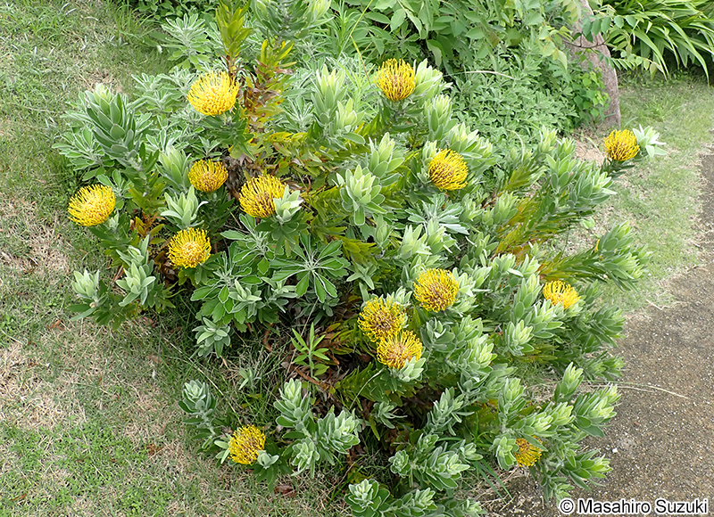 レウコスペルマム Leucospermum sp.