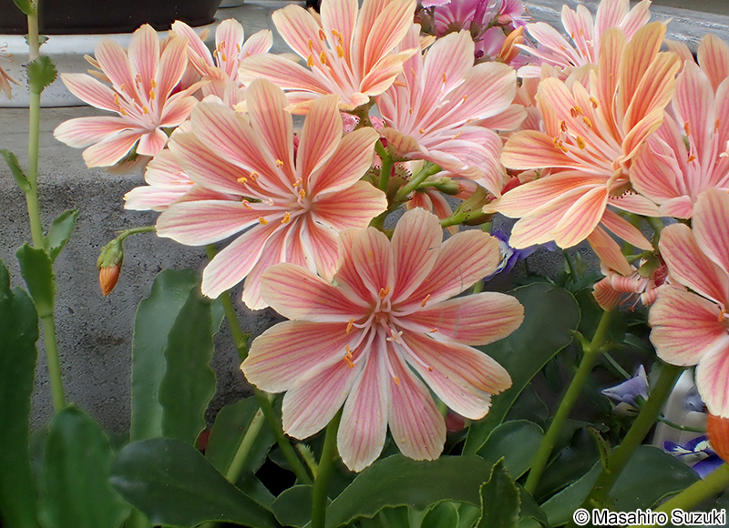 レウィシア Lewisia sp.