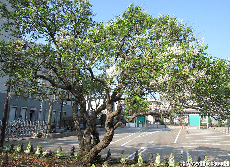 ムラサキハシドイ（ライラック） Syringa vulgaris