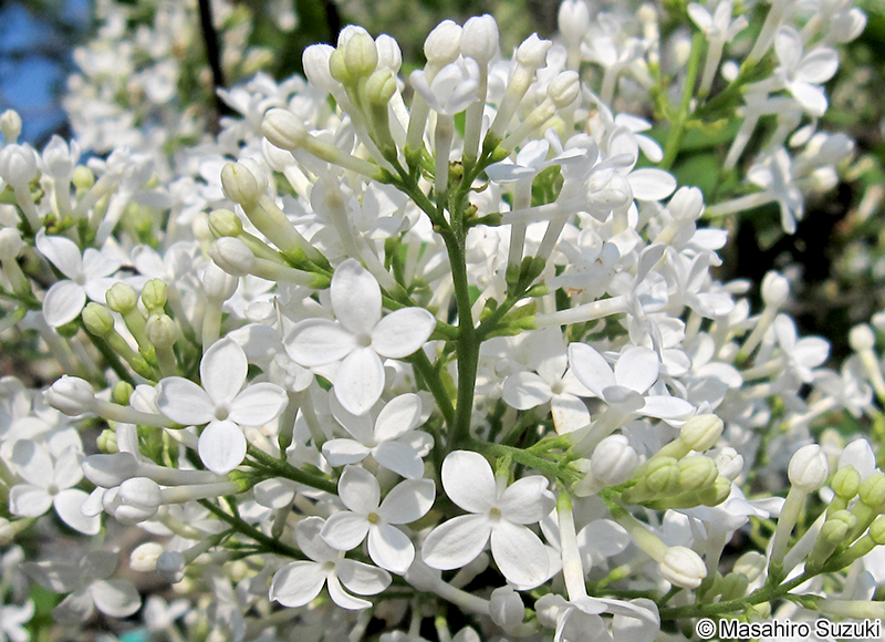 ムラサキハシドイ（ライラック） Syringa vulgaris