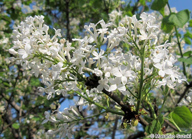ムラサキハシドイ（ライラック） Syringa vulgaris