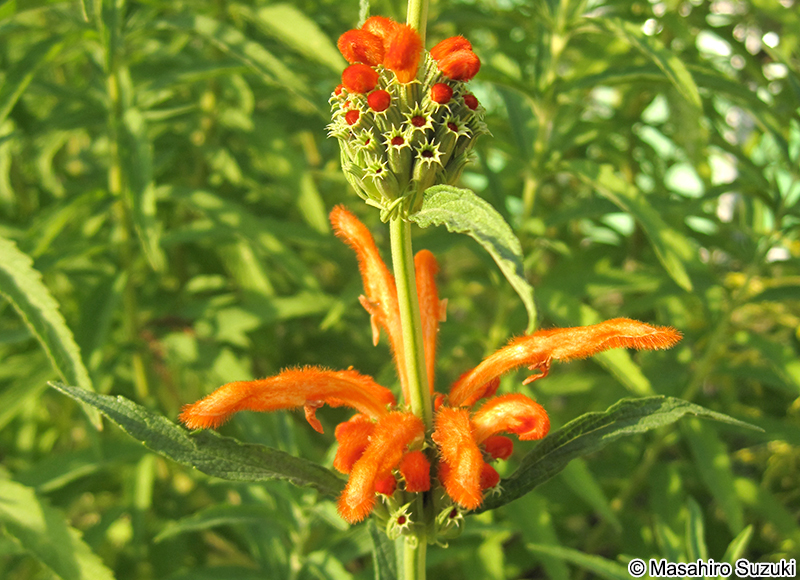 カエンキセワタ Leonotis leonurus
