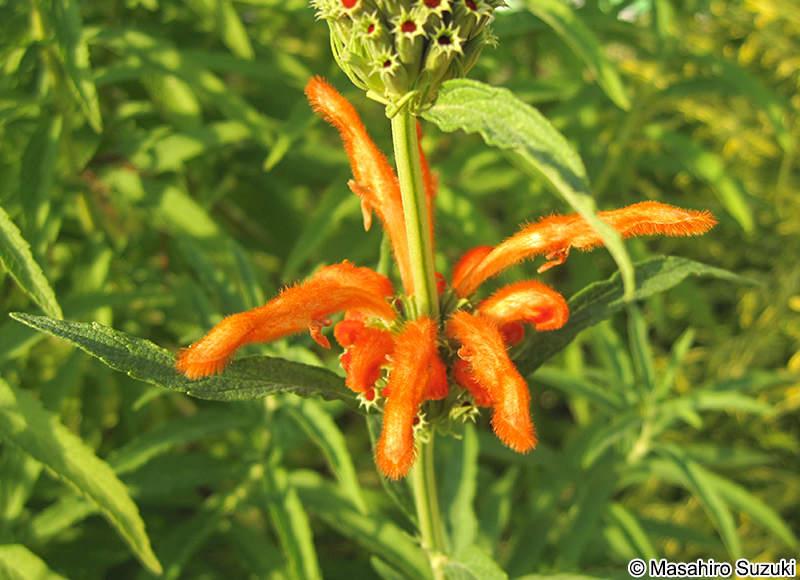 カエンキセワタ Leonotis leonurus