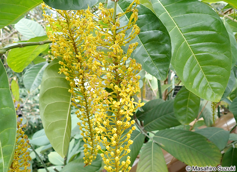ゴールデンチェーンツリー Lophanthera lactescens