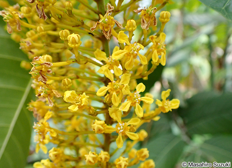 ゴールデンチェーンツリー Lophanthera lactescens