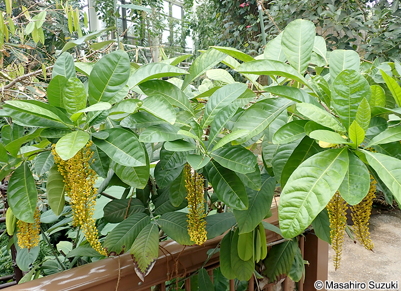 ゴールデンチェーンツリー Lophanthera lactescens