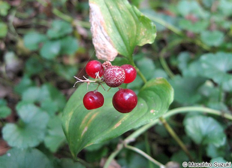 マイヅルソウ Maianthemum dilatatum