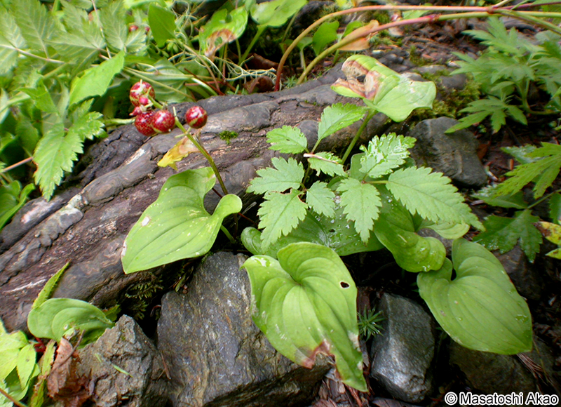 マイヅルソウ Maianthemum dilatatum