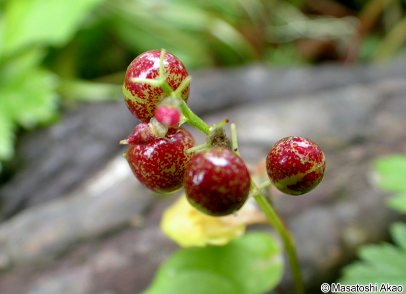 マイヅルソウの果実