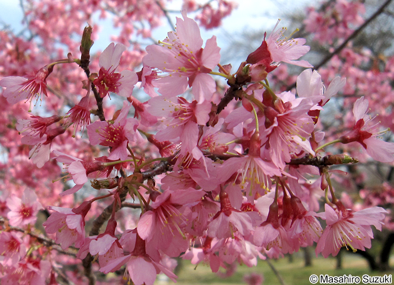 マメザクラ Cerasus incisa