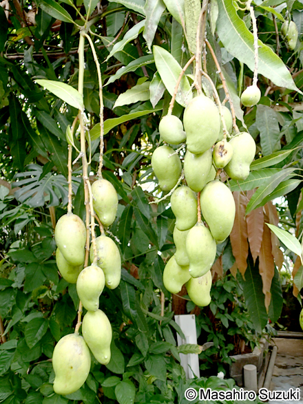 マンゴー Mangifera indica