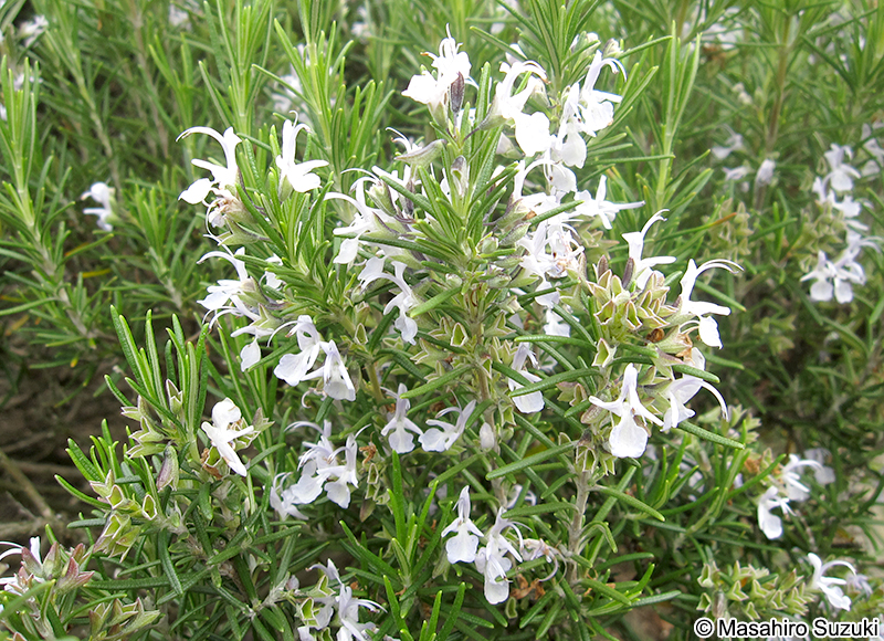 ホワイトローズマリー