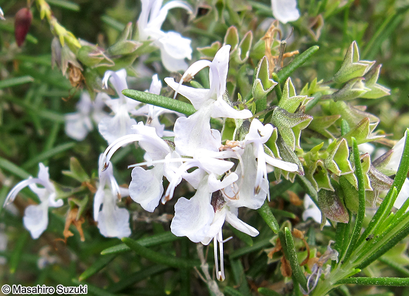 ホワイトローズマリー